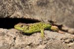 Common lizard (Lacerta communis)