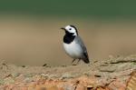 White Wagtail (Motacilla alba)