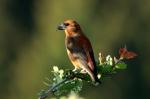 Red crossbill (Loxia curvirostra)