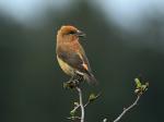 Red crossbill (Loxia curvirostra)