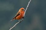 Red crossbill (Loxia curvirostra)