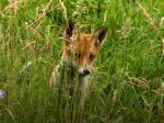  Liška obecná ( Vulpes Vulpes)