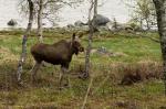 Elk(GB)-Moose(US) (Alces alces)