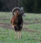 Mouflon (Ovis musimon)