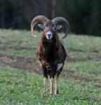 Mouflon (Ovis musimon)