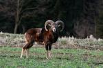 Mouflon (Ovis musimon)