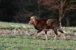 Mouflon (Ovis musimon)