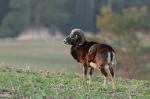 Mouflon (Ovis musimon)