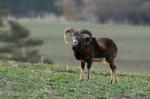 Mouflon (Ovis musimon)