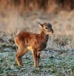 Mouflon (Ovis musimon)