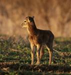 Muflon (Ovis musimon)