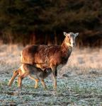 Mouflon (Ovis musimon)