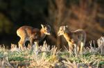 Mouflon (Ovis musimon)