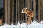 Mouflon (Ovis musimon)