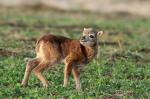 Mouflon (Ovis musimon)