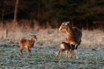 Mouflon (Ovis musimon)