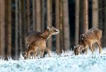 Mouflon (Ovis musimon)