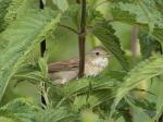 Whitethroat (Sylvia communis)