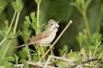 Whitethroat (Sylvia communis)