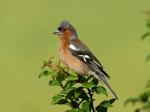 Common chaffinch (Fringilla coelebs)