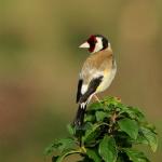 Stehlík obecný (Carduelis carduelis)