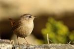 Wren (Troglodytes troglodytes)