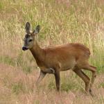  roe Deer ( Capreolus capreolus )