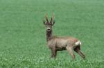  roe Deer ( Capreolus capreolus )