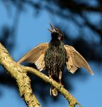 Common starling (Sturnus vulgaris)