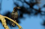 Common starling (Sturnus vulgaris)