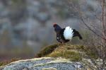 Black Grouse (Tetrao tetrix)