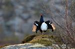 Black Grouse (Tetrao tetrix)