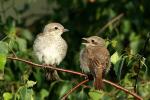 Red-backed Shrike (Lanius collurio)