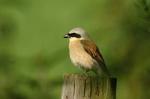 Red-backed Shrike (Lanius collurio)