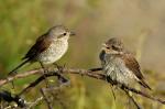 Red-backed Shrike (Lanius collurio)