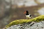 Common Oystercatcher (Haematopus ostralegus)