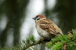 Eurasian Tree Sparrow (Passer montanus)