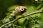 Eurasian Tree Sparrow (Passer montanus)