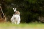 Mountain hare  (Lepus timidus)