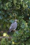 Holub hřivnáč (Columba palumbus)