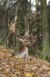 Fallow Deer (Dama dama)