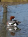 Eurasian wigeon (Anas penelope)