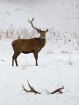 Red Deer (Cervus elaphus)