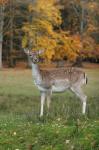 Fallow Deer (Dama dama)