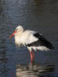 White Stork (Ciconia ciconia)