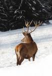 Red Deer (Cervus elaphus)