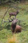 Jelen lesní (Cervus elaphus)