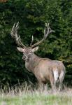 Red Deer (Cervus elaphus)