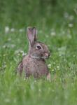 European rabbit   (Oryctolagus cuniculus)