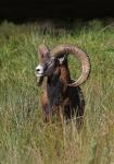 Mouflon (Ovis musimon)